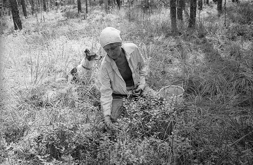 близ деревни Таборы, Гдовский район, Псковская область, Россия. 2010