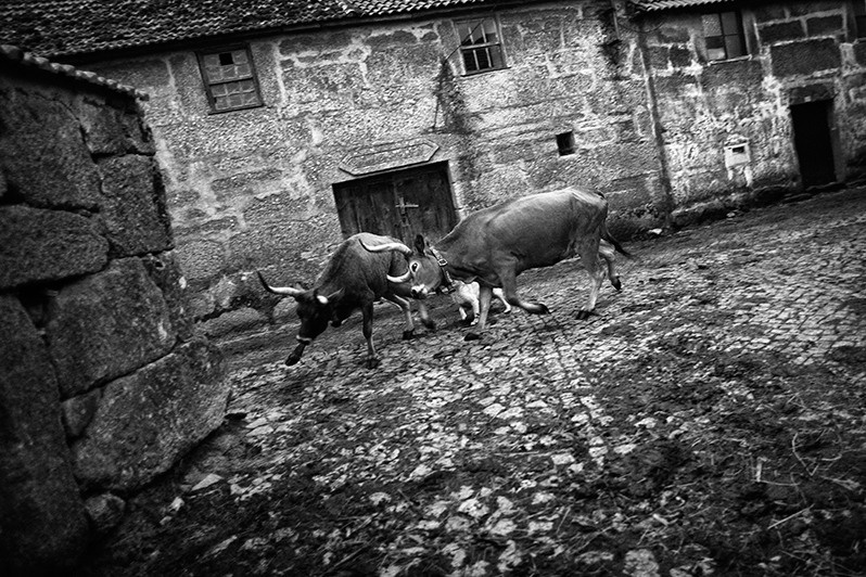 Young cows clashing in a village street, Montalegre municipality, Vila Real district, Trás-os-Montes region, Portugal. 2017
