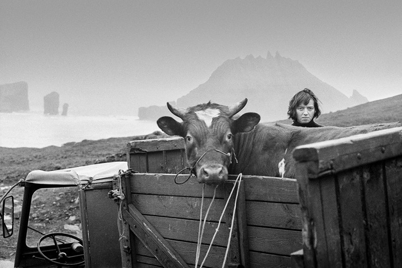 Katrin Rein, struggling to move a bull from the village of Bøur to Gásadalur in the Faroe Islands, between the villages of Bøur and Gasadalur, Sørvagur region, Faroe Islands, Kingdom of Denmark. 1996