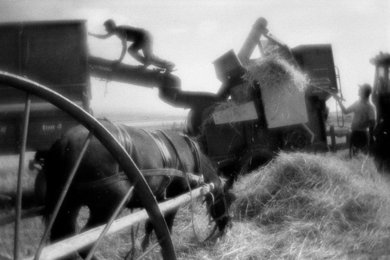 Harvesting the wheat, near Erzurum, Turkey. August 2013