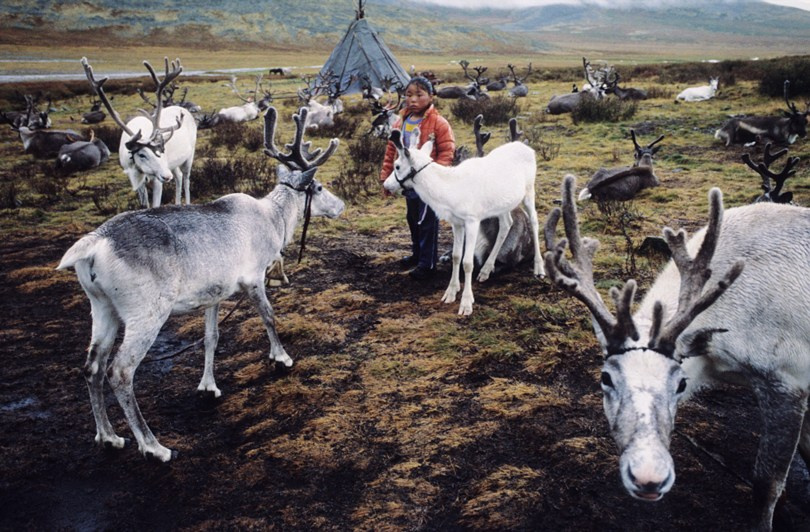 Tsaatan camp, Khövsgöl province, Mongolia. September 2013
