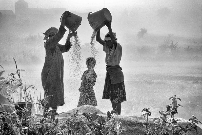 Stubble removal during the rice harvest, Fianarantsoa, Republic of Madagascar. 2010