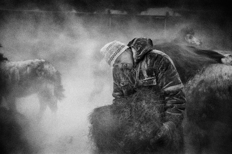 Björn Halldórsson from Holt tries to feed the horses during a storm as at the base of the Eyjafjöll mountains range, Southland, Rangarting Aistra region, Iceland. 1993