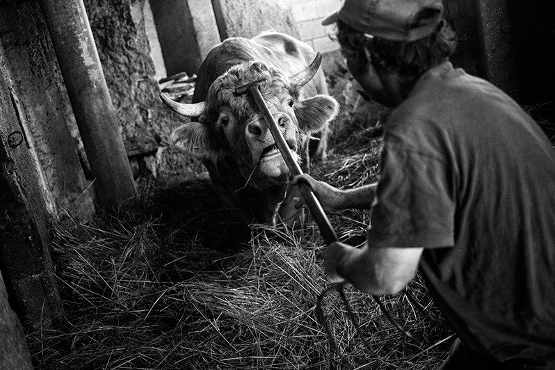 Man calms a bull by scratching its head with a pitchfork, Montalegre municipality, Vila Real district, Trás-os-Montes region, Portugal. 2017