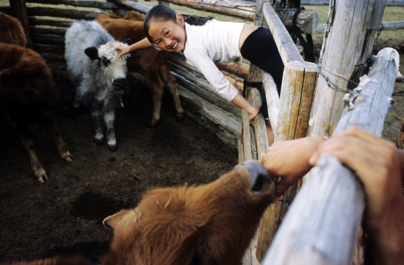 Kids playing with young yaks, Darkhad valley, Khövsgöl province, Mongolia. September 2011