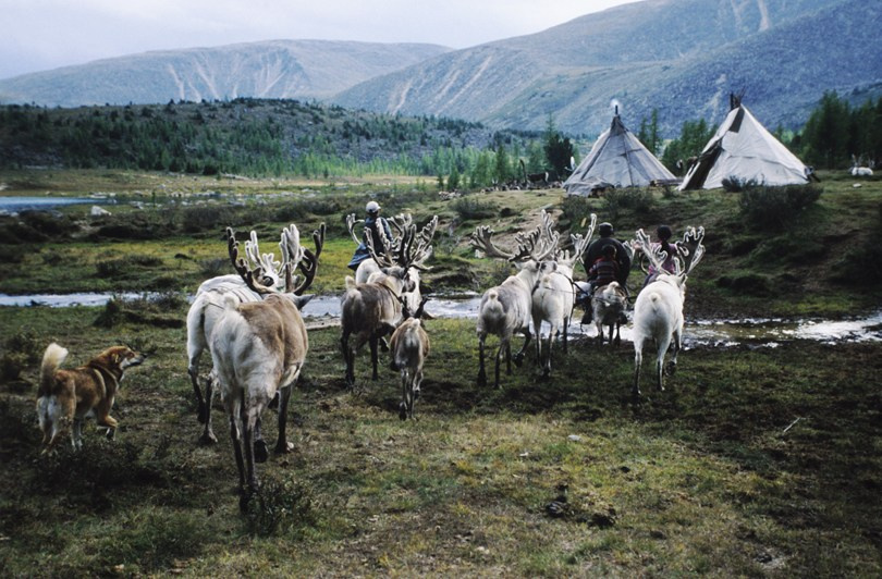Tsaatan camp, Khövsgöl province, Mongolia. September 2013
