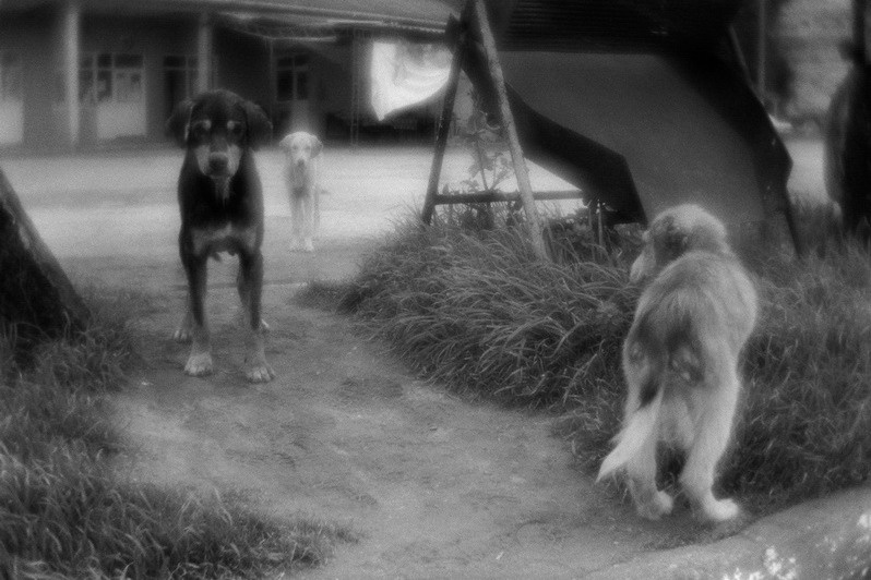Port dogs of the Black Sea coast, near Limanköy village, Çayeli district, Rize province, Turkey. January 2010