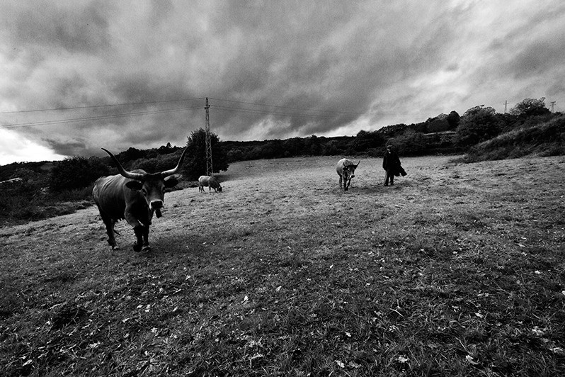 Man and his cows at a pasture, Montalegre municipality, Vila Real district, Trás-os-Montes region, Portugal. 2012