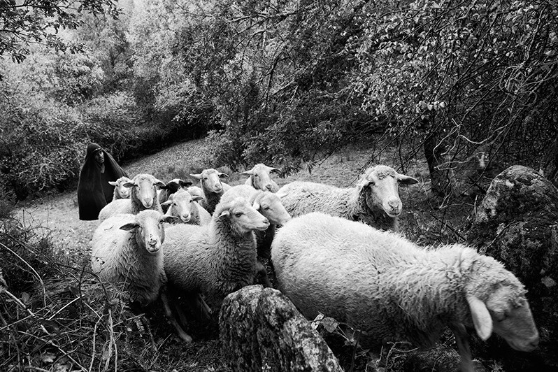 Shepherd with his flock of sheep, Montalegre municipality, Vila Real district, Trás-os-Montes region, Portugal. 2017
