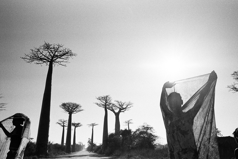 Wind and sun screens on baobab alley, near Morondava, Menabe region, Toliara province, Republic of Madagascar. 2012