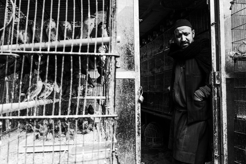 Ka Faroshi Bird Market sells birds of almost all varieties, from canaries to pigeons and birds of prey, Kabul, Afghanistan. 2024