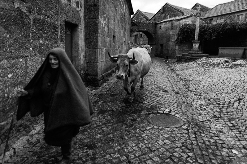 Woman leading a cattle into a field, Boticas municipality, Vila Real district, Trás-os-Montes region, Portugal. 2017