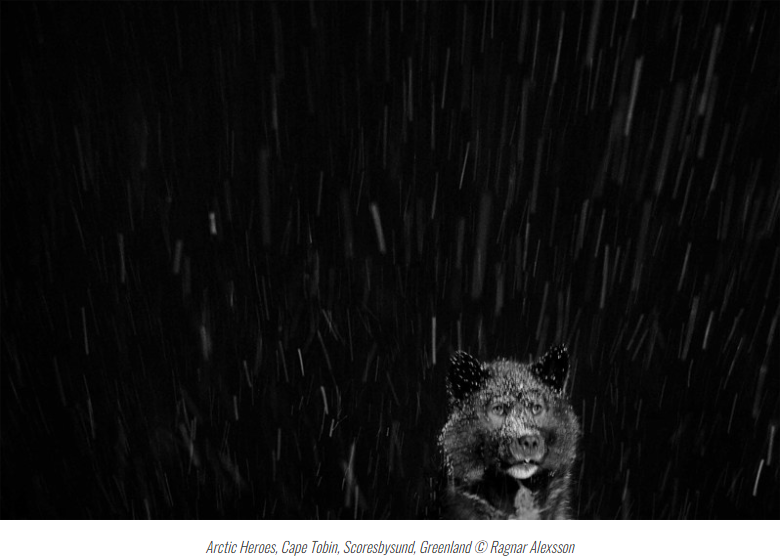 Bill Shapiro / The Man Who Walks the Ice: AConversation with Ragnar Axelsson. Noga Creative Union