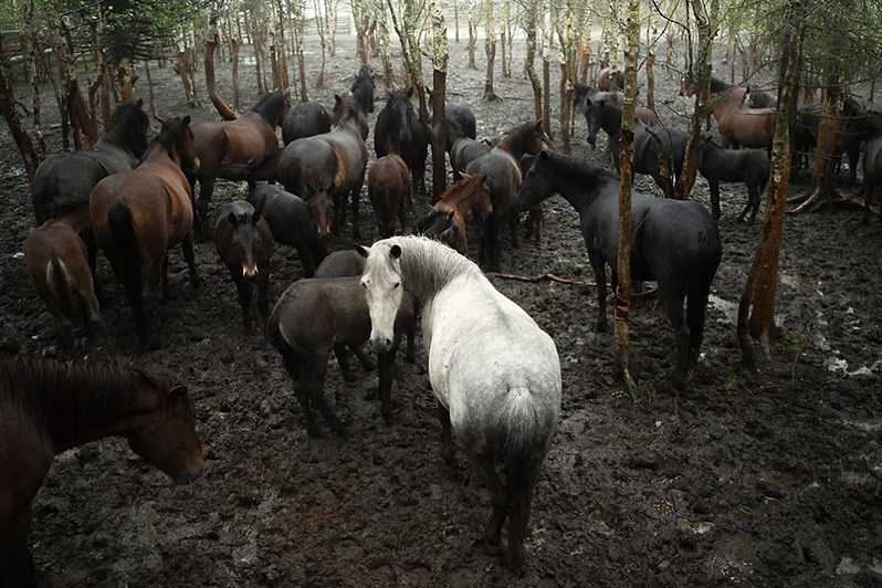 A special breed of horses, Mesen horse, was bred in the Mezen River valley. These horses are suitable for difficult work and easily survive cold winters, near Dolgoshchelye village, Mezensky district, Arkhangelsk region, Russia. 2019