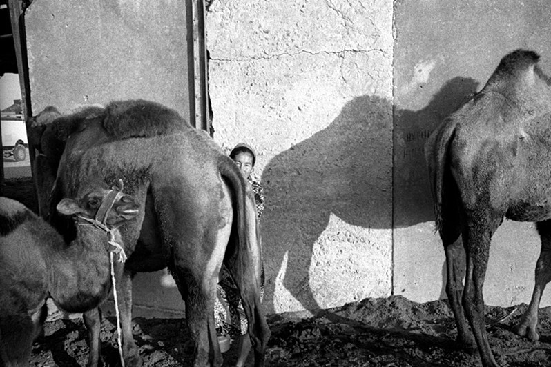 Baby camels, Tastubek village, Aralsk district, Kyzyl-Orda region, Kazakhstan. August 2001