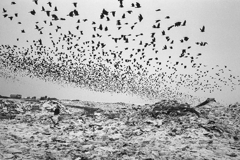 A flock of birds at the solid waste disposal site near the village of Salaryevo, Leninsky district, Moscow region, Russia. 2007 © Oleg Klimov