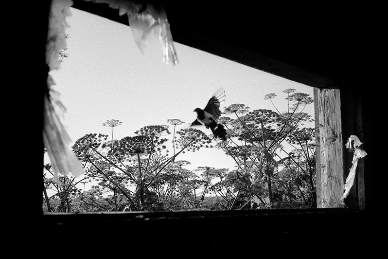 Magpie, Ivanovskoye village, Borisoglebsky district, Yaroslavl region, Russia. 2009