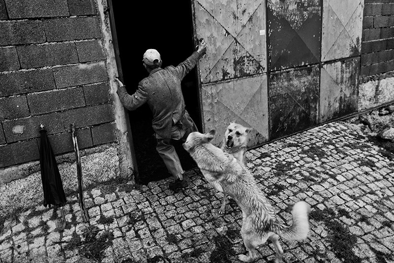 Dogs play while the owner closes the corral door, Boticas municipality, Vila Real district, Trás-os-Montes region, Portugal. 2015
