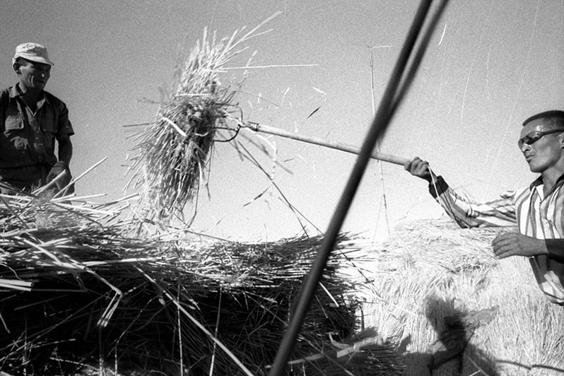 Straw used as insulation for houses and food for animals, Bogen village, Aralsk district, Kyzyl-Orda region, Kazakhstan. August 2001