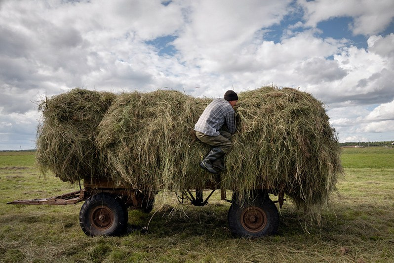 A man makes hay for livestock, Bychie village, Mezensky district, Arkhangelsk region, Russia. August 2017