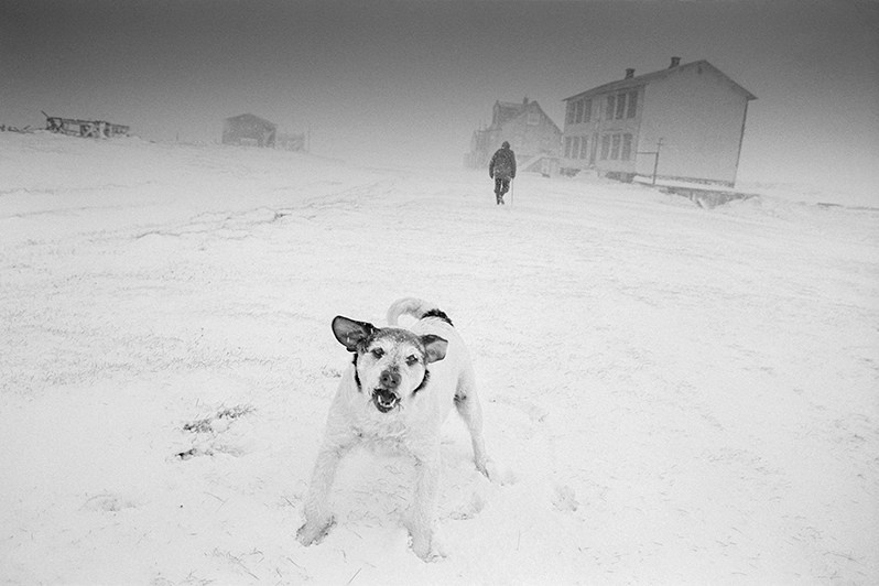 Dog Gloy greeting friends in the north wind, Grjotnes farm, North Thingeyjar county, Nordurland Vestra region, Iceland. 1996