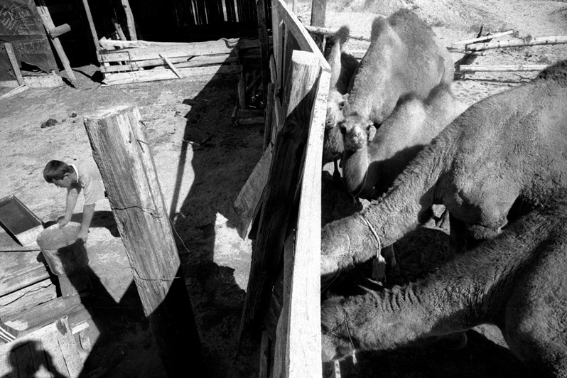Feeding time for camels, Zhalanash village, Aralsk district, Kyzyl-Orda region, Kazakhstan. August 2001