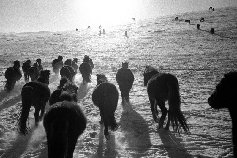 Скачущие ледоколы, Жаргалантский район, провинция Туве, Монголия. Январь 2002