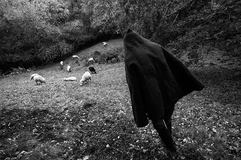 Shepherd watches a flock of sheep nibbling on the grass, Montalegre municipality, Vila Real district, Trás-os-Montes region, Portugal. 2017
