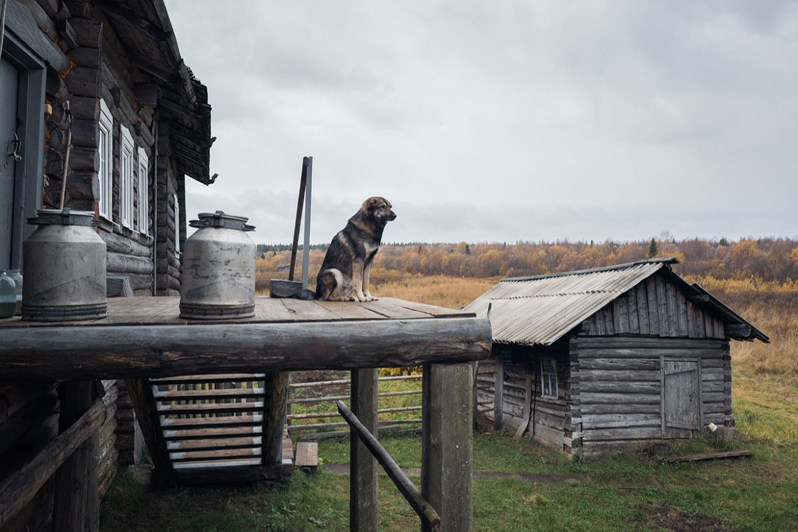 A dog waits for its owner to arrive home, Kimzha village, Mezensky district, Arkhangelsk region, Russia. 2021
