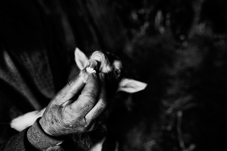 Shepherd shows the teeth of a small goat, Boticas municipality, Vila Real district, Trás-os-Montes region, Portugal. 2015