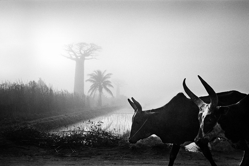 The zebu, baobab and rice paddy are symbols of Madagascar, near Morondava, Menabe region, Toliara province, Republic of Madagascar. 2011
