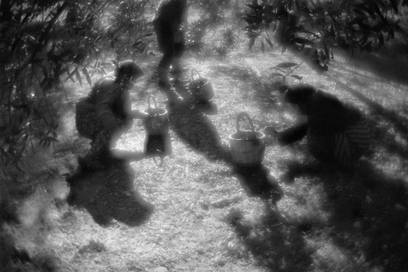 Harvesting the olives for the olive oil making, near Balıkesir, Marmara region, Turkey. January 2009