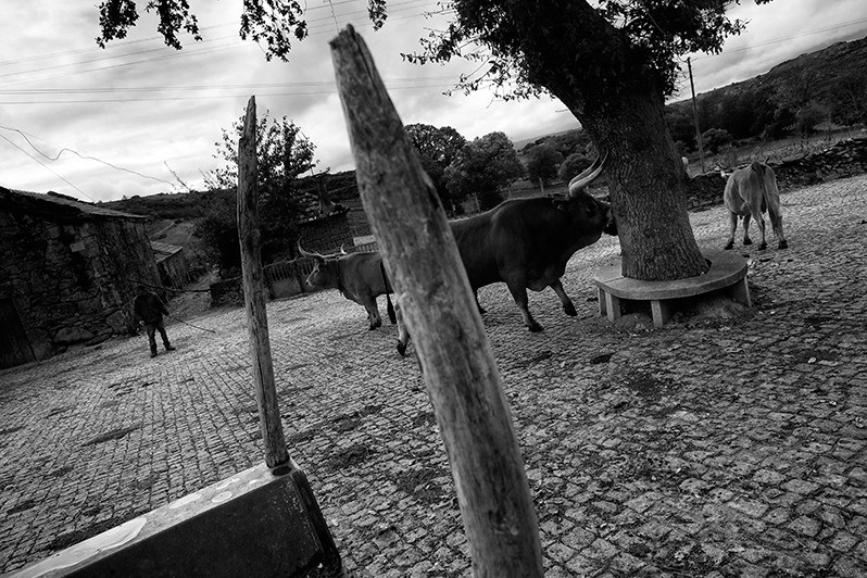 Man leading his cows home, Boticas municipality, Vila Real district, Trás-os-Montes region, Portugal. 2017