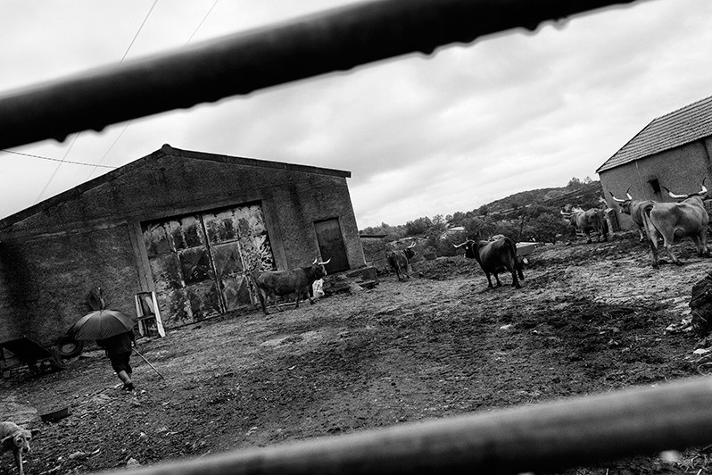 Man prepares to take the cows to the field, Montalegre municipality, Vila Real district, Trás-os-Montes region, Portugal. 2017