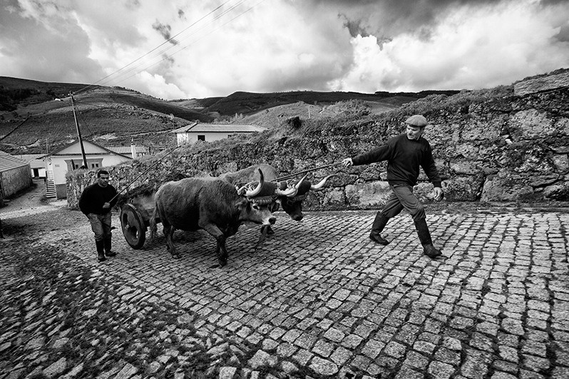 Father and son take their cows to work, Boticas municipality, Vila Real district, Trás-os-Montes region, Portugal. 2013