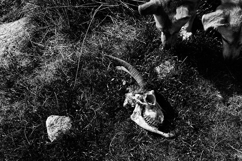 Sheepdogs finds a goat's head attacked by a wolf, Boticas municipality, Vila Real district, Trás-os-Montes region, Portugal. 2016