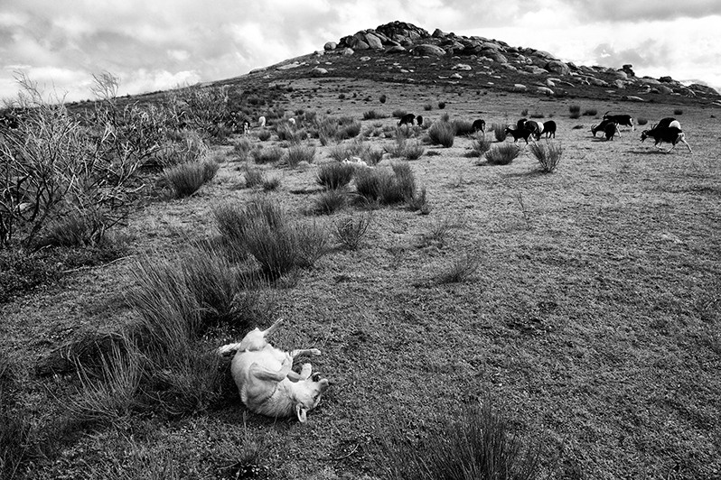 Shepherd dog plays while the goats graze, Boticas municipality, Vila Real district, Trás-os-Montes region, Portugal. 2015