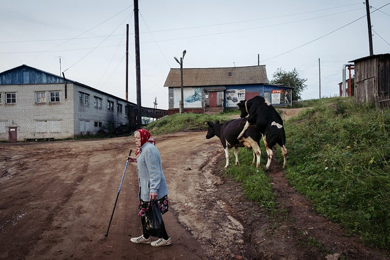 Cows roam the streets unattended, they are driven home only in late evenings, Leshukonskoe village, Arkhangelsk region, Russia. August 2017