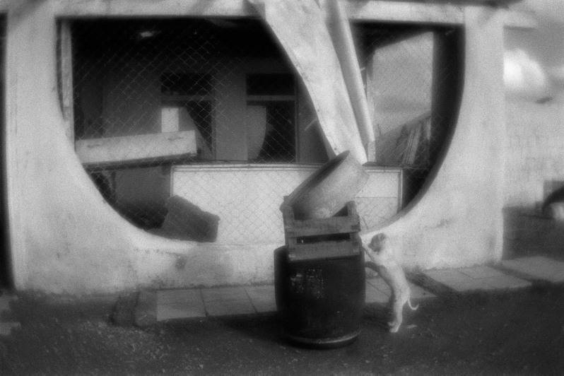 Asylum for dogs, Sinop district, West Black Sea region, Turkey. January 2009