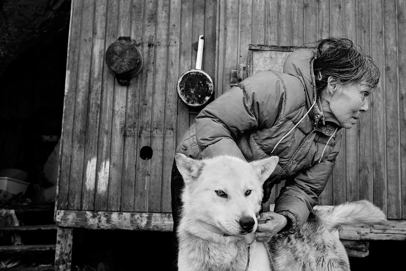 The hunter’s wife in Thule readying one of the dogs for the excursion, Thule, Greenland, Kingdom of Denmark. 1987