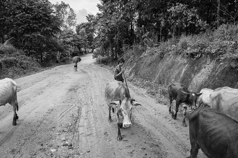 Villager moving live stock in search of food, Kayin State, Myanmar. October 2023