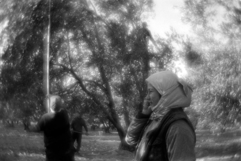 Harvesting the olives for the olive oil making, Turkey. January 2009