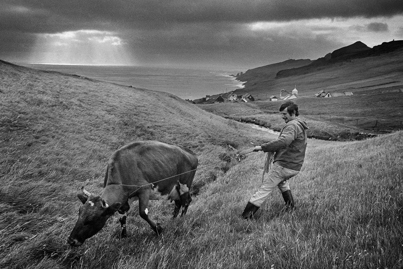 Bjarni Hansen and the stubborn cow, near Mykines village, Sorvagur region, Faroe Islands. 1996