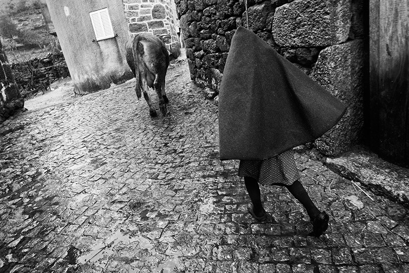 Woman leads the cows to drink water, Montalegre municipality, Vila Real district, Trás-os-Montes region, Portugal. 2015