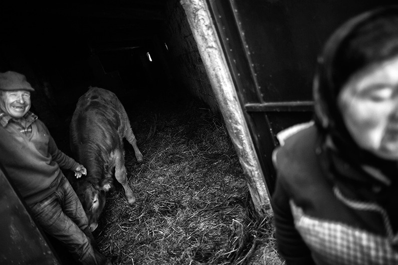 Couple shows pride in showing off one of their cows, Montalegre municipality, Vila Real district, Trás-os-Montes region, Portugal. 2017