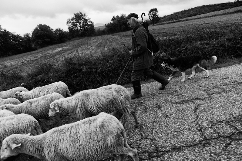 Man with a flock of sheep and a shepherd dog return from the field, Montalegre municipality, Vila Real district, Trás-os-Montes region, Portugal. 2015