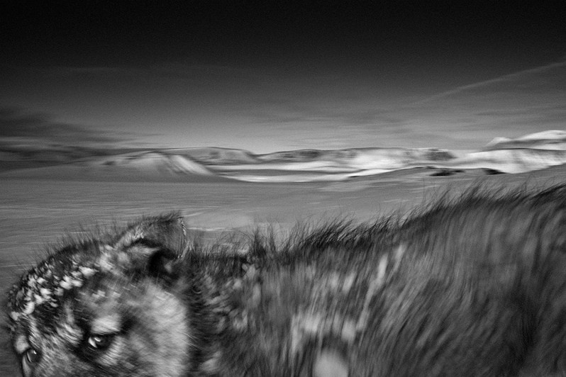 Ragnar Axelsson / Arctic Heroes. Noga Creative Union