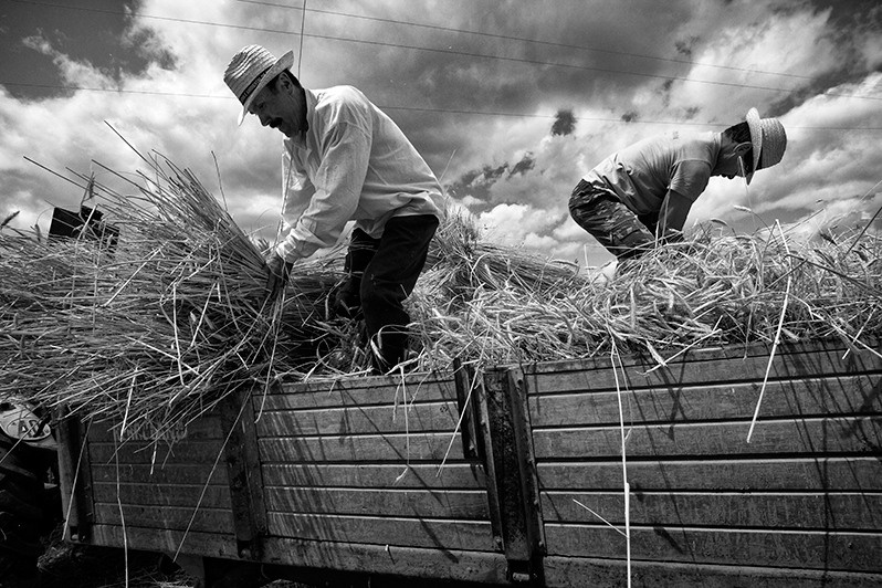 Men load tractor with rye, Bragança district, Trás-os-Montes region, Portugal. 2013