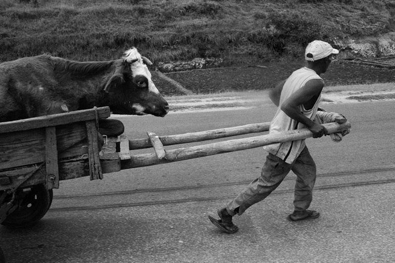 Cow Ambulance, near Antsirabe, Vakinankaratra region, Antananarivo province, Republic of Madagascar. 2004