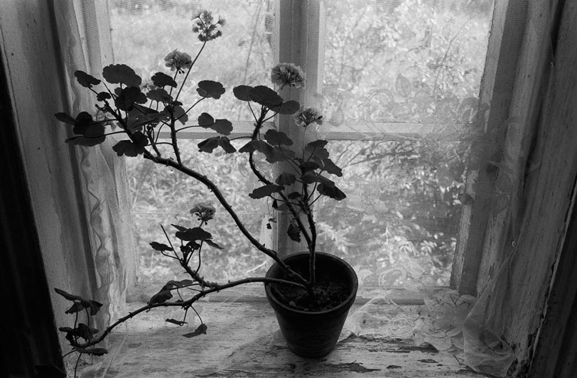 деревня Таборы, Гдовский район, Псковская область, Россия. 2010